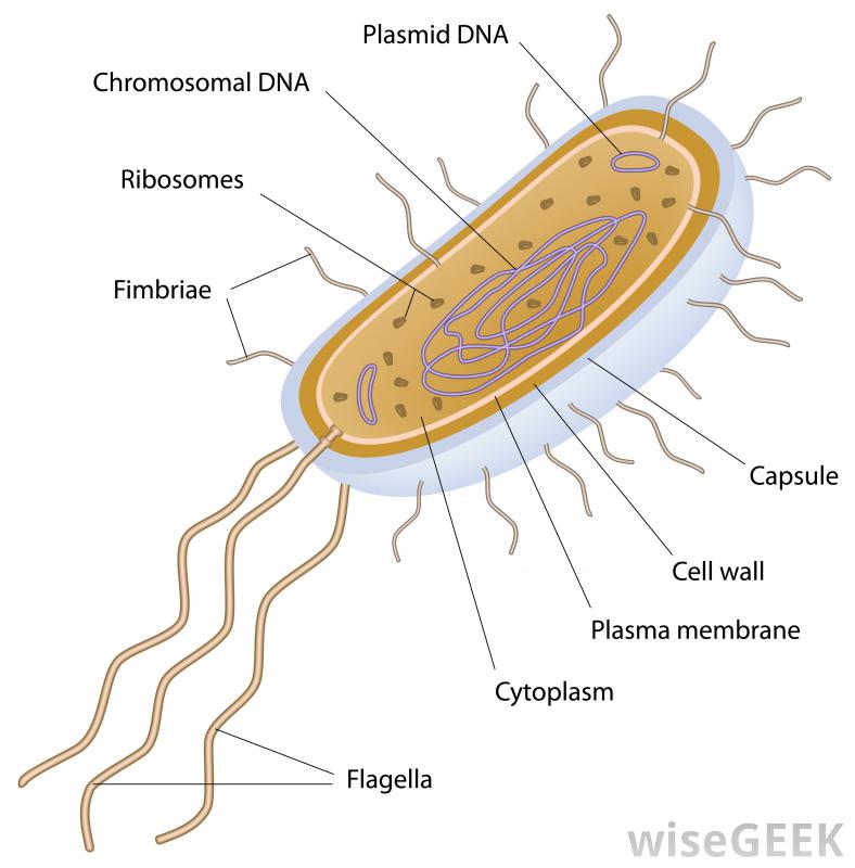 Eukariota adalah bakteri yang