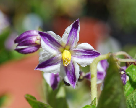 Học cách trồng dưa hấu sọc vàng đang gây sốt xình xịch - Ảnh 9 Hoc cach trong dua hau soc vang dang gay sot xinh xich - Anh 9