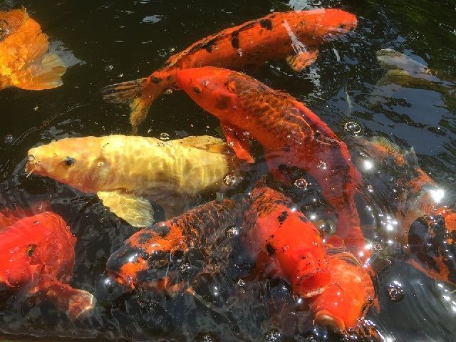  Gambar Ikan Mas Koi Hitam Putih dari Lokal Terbaik Termahal 