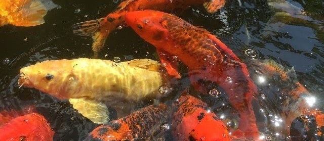 Gambar Ikan Mas Koi Hitam Putih dari Lokal Terbaik&Termahal