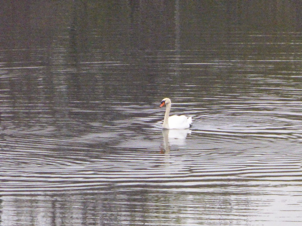 Geotripper's California Birds Mute Swans on the Tuolumne River