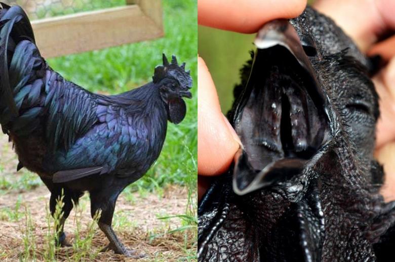 Sadece Tüylerinin Değil, Eti ve Kemiğinin de Simsiyah Olması ile Dikkat