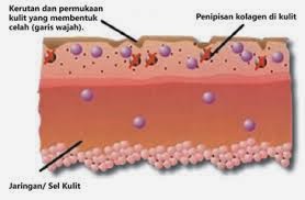 kolagen adalah