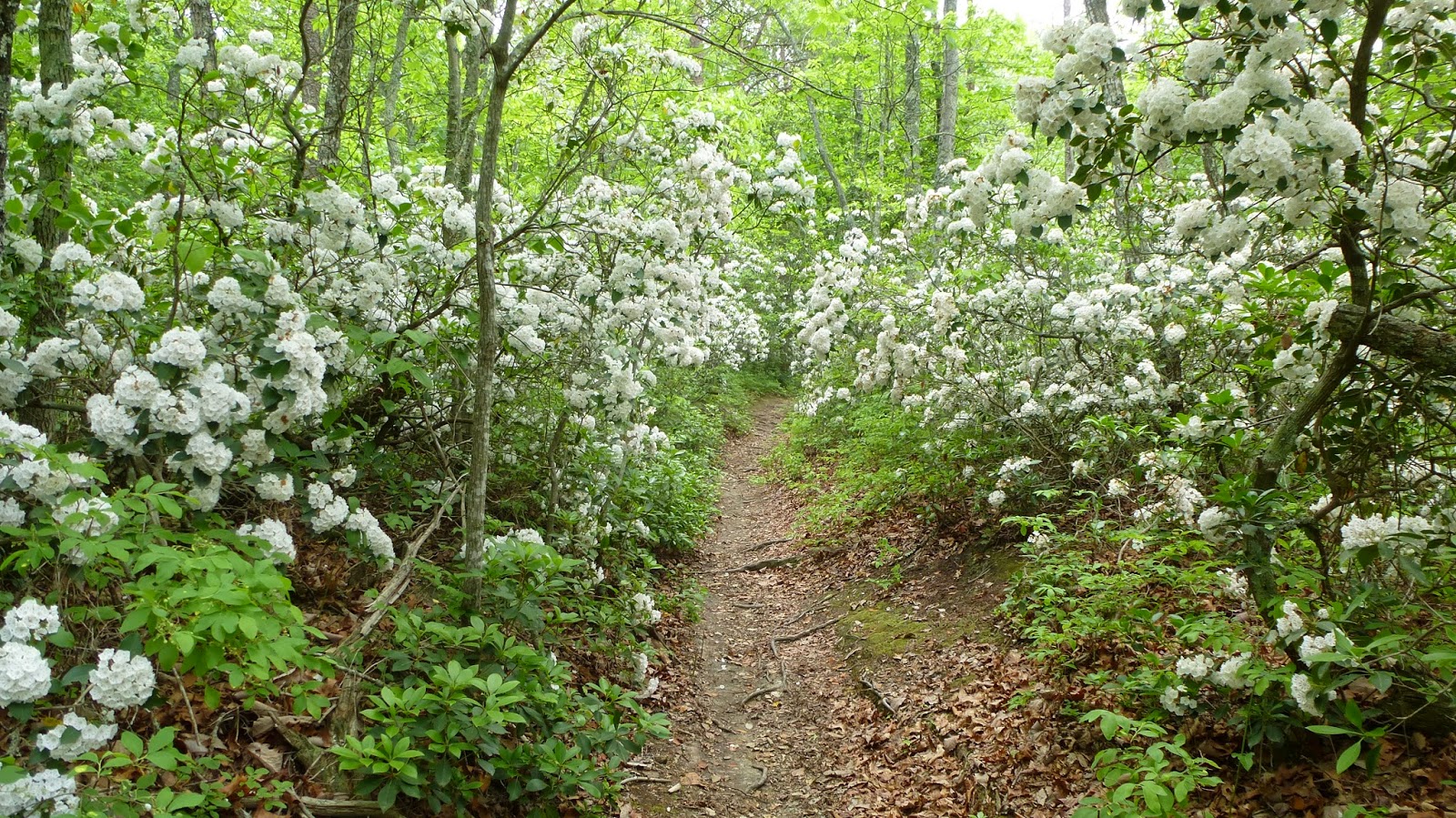 Landscaping Mountain Laurel Tree