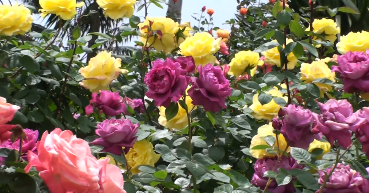 Cara Merawat Bunga Mawar Cara Menanam Dan Merawat Bunga