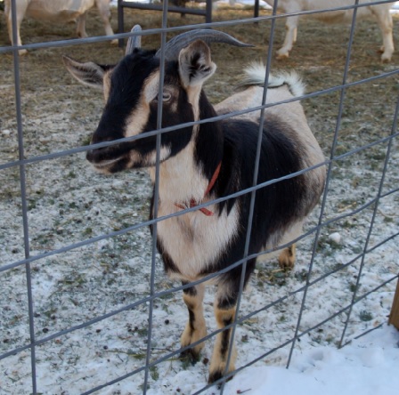 arapawa goat, arapawa goats, about arapawa goat, arapawa goat breed, arapawa goat breeders, arapawa goat breed info, arapawa goat breed characteristics, arapawa goat behavior, arapawa goat color, arapawa goat color varieties, arapawa goat coat color, arapawa goat care, arapawa goat characteristics, arapawa goat facts, arapawa goat for meat, arapawa goat for milk, arapawa goat farms, arapawa goat farming, arapawa goat history, arapawa goat info, arapawa goat information, arapawa goat images, arapawa goat meat, arapawa goat milk, arapawa goat origin, arapawa goat personality, arapawa goat photos, arapawa goat pictures, arapawa goat rarity, raising arapawa goats, arapawa goat temperament, arapawa goat tame, arapawa goat uses, arapawa goat varieties, arapawa goat weight, arapawa goat colors