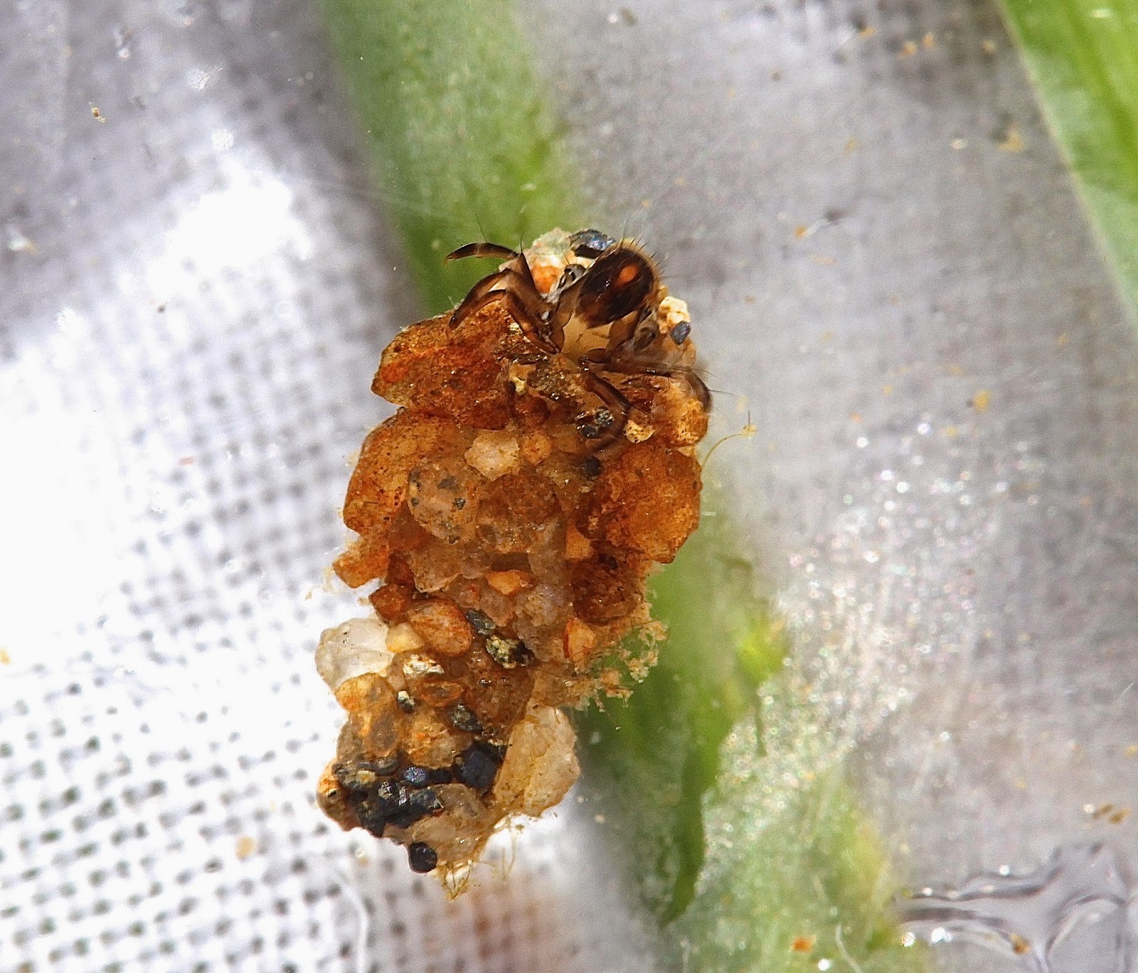 Aquatic Insects of Central Virginia The Uenoid caddisfly season begins