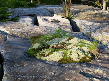 Oasis on a Rock