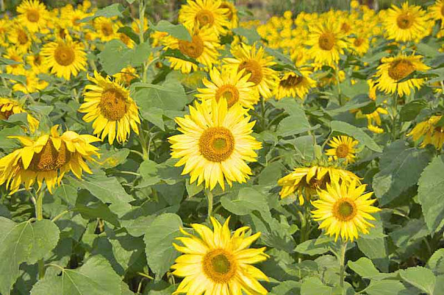 bright yellow blossoms, sunflowers, field