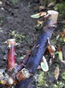 My Broken Garden: Frost Damaged Rose Stem?