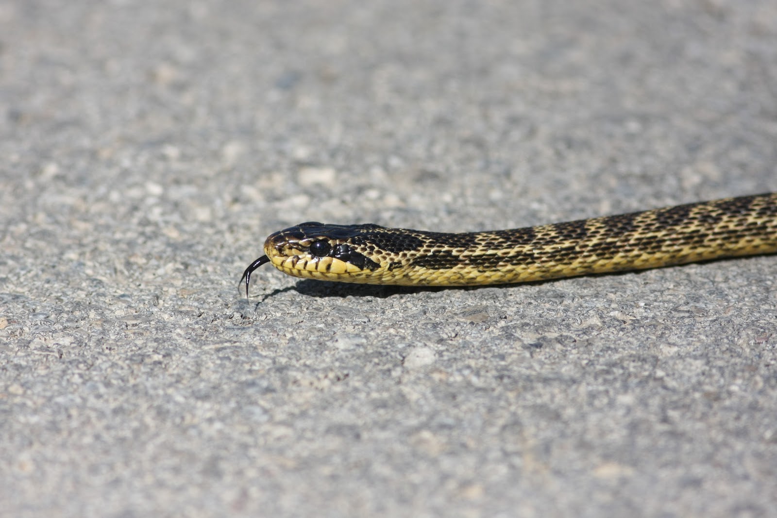 Змеи греции. Серая гадюка с желтыми пятнами. Уж обыкновенный - змея неядовитая. Boiga kraepelini. Серая змея с жёлтыми ромбиками.