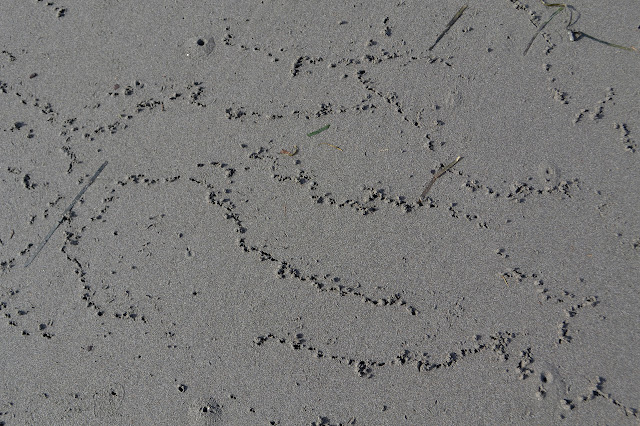 lines of stab holes in the sand