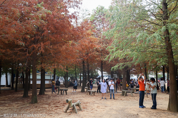 南投139線八卦路落羽松森林|還有馬鹿可以坐|IG網美照景點 南投139線八卦路落羽松森林|還有馬鹿可以坐|IG網美照景點
