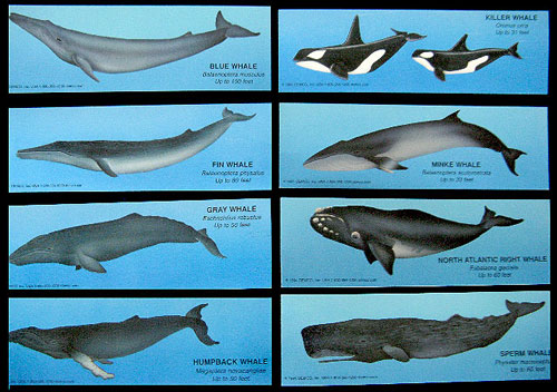 the extinction of fin whale essay Conservation of threatened animals and endangered species sustainable management of their forests the fin whale, the second largest living mammal. the extinction of fin whale essay Conservation of threatened animals and endangered species sustainable management of their forests the fin whale, the second largest living mammal.