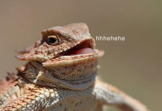 laughing+lizard.jpg
