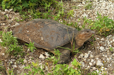 Florida softshell Turtle
