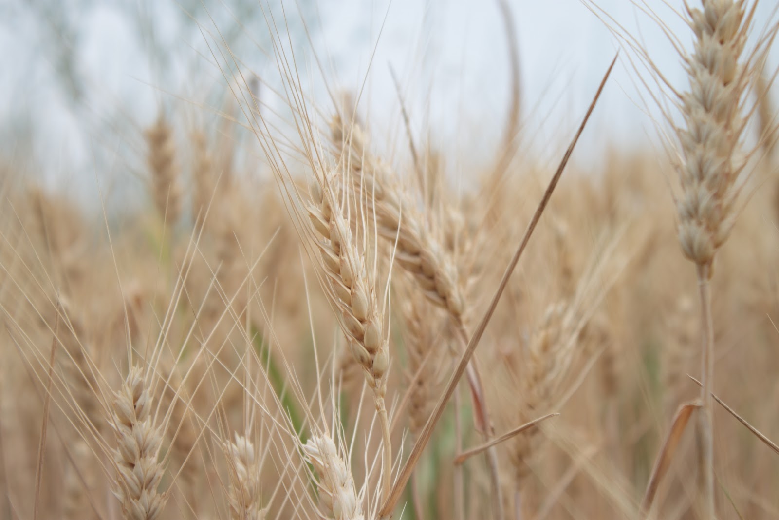 super cabane Balade Chemin du pavillon