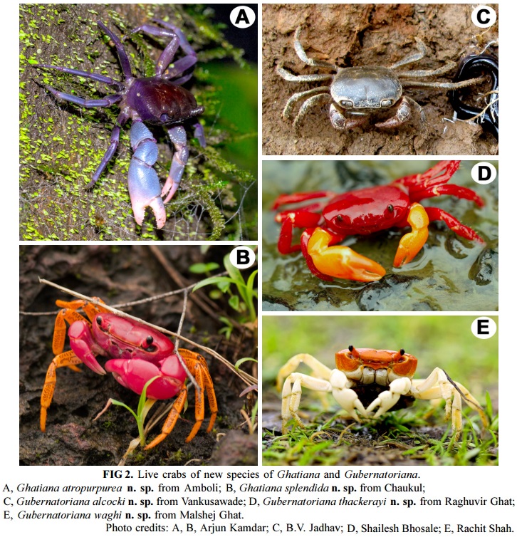 Se identifican cinco nuevas especies de cangrejos Ghatiana_atropurpurea-Gha_splendida-Gubernatoriana_alcocki-Gub_thackerayi-Gub_waghi-novataxa_2016-Pati-Thackeray-et-Khaire