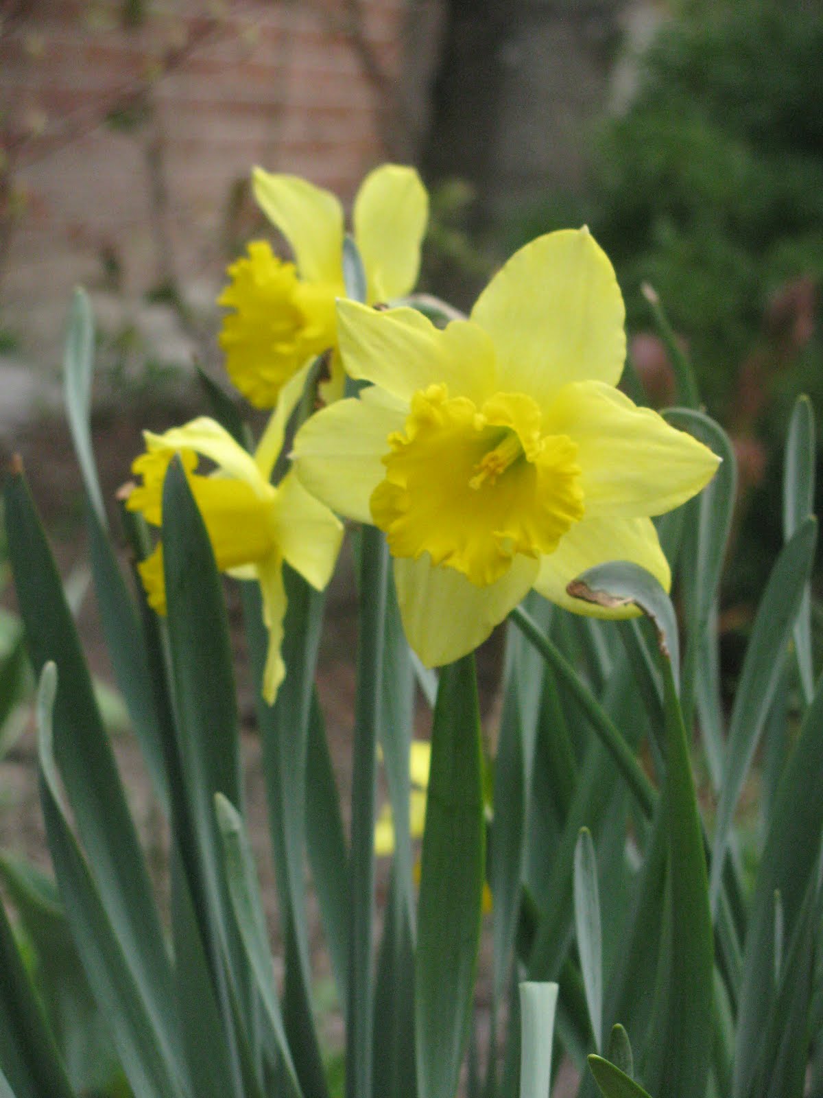 My Roots Run Deep (Original) An Exceptional Year for Daffodils