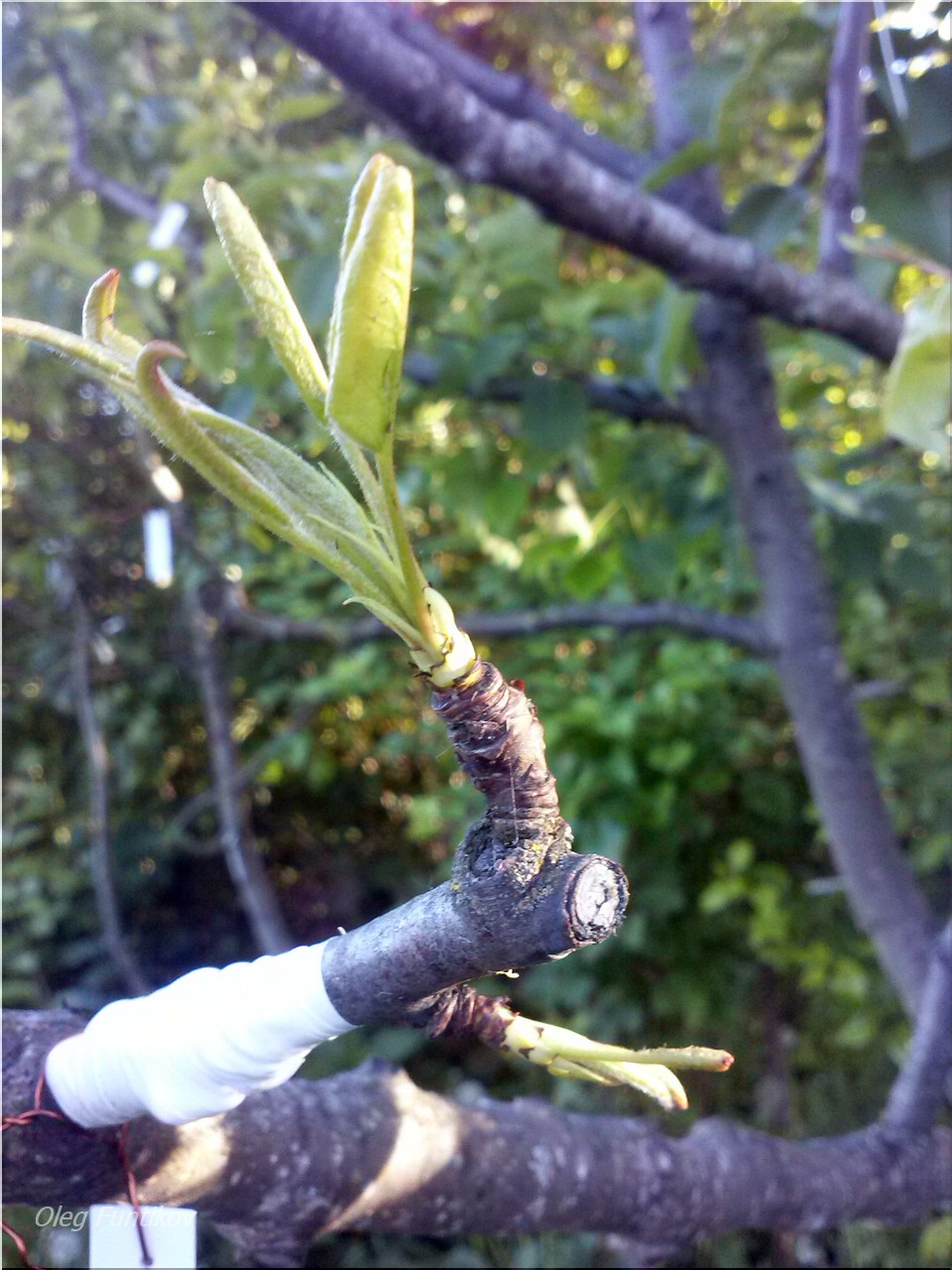 У яблони недоразвитые листики. Черешня дерево молодое. Саженцы персика ствол. После зимы груша не распустила листья. Распускание листиков на яблоне.