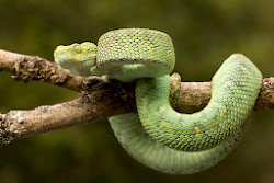 viper bush wallpapers leaf variable tree african common downloads desktop