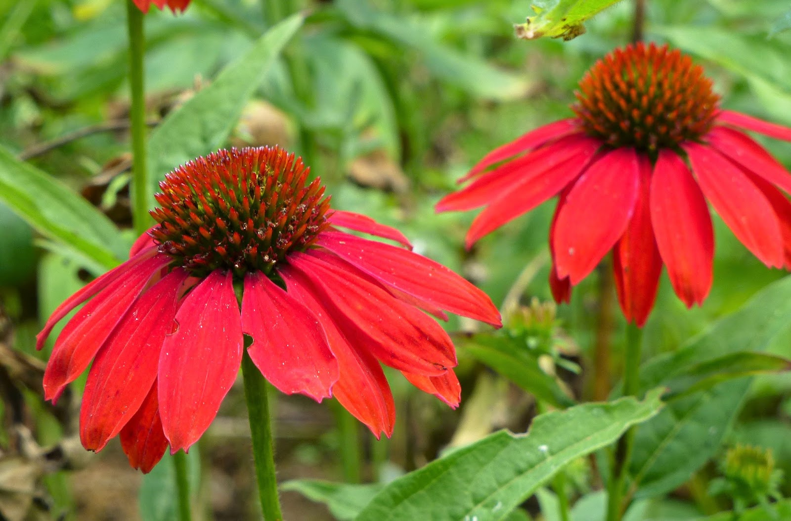 Molly the Airedale Flower Friday