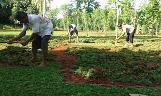 Jual Rumput Gajah Mini di Cibubur,Tukang Rumput Taman di Cibubur,Suplier Rumput Taman di Cibubur,Jual Rumput Taman di Cibubur