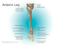 Foot Bone Diagram Foot Bone Diagram
