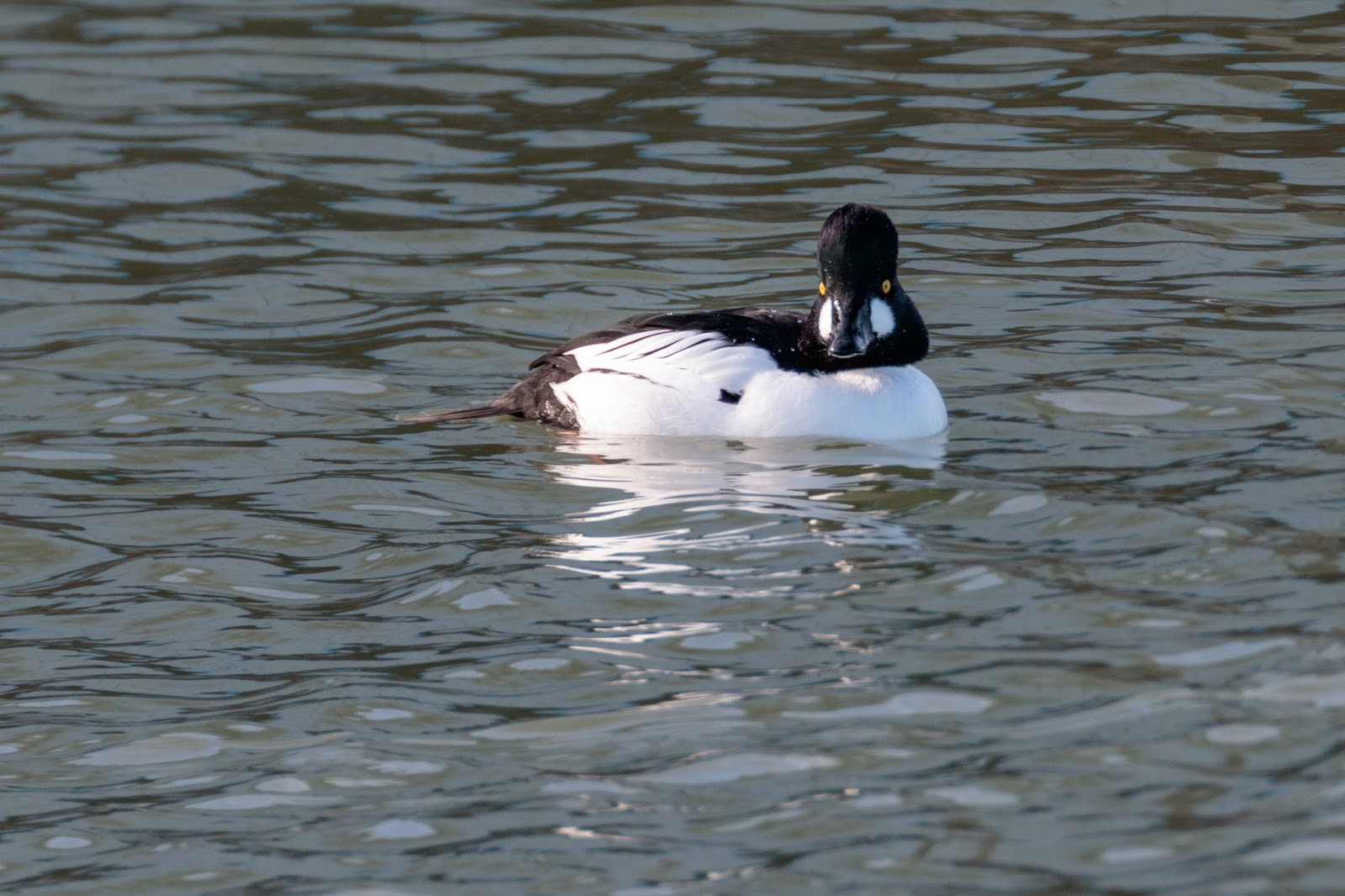 Male common goldeneye duck.