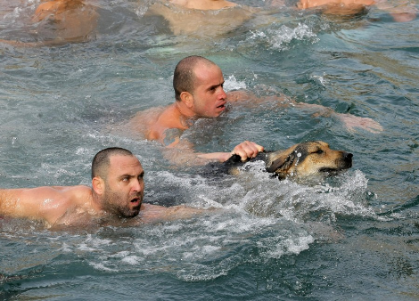 σταυρός Ηράκλειο αδέσποτο 