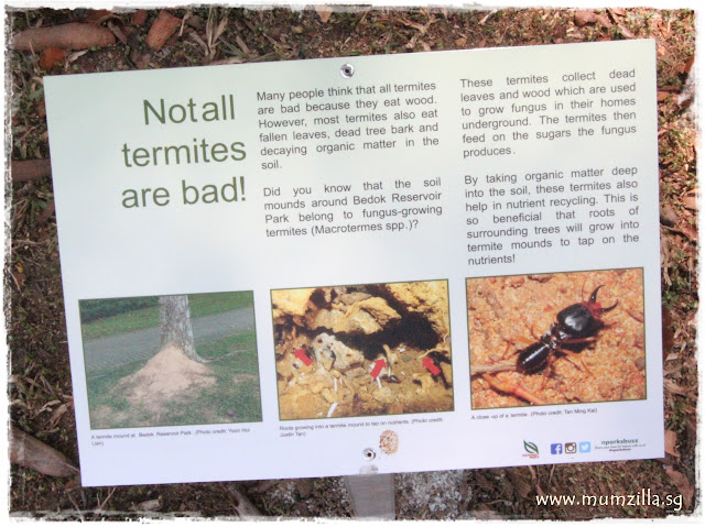 termite nest bedok