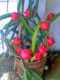 gambar budidaya tanaman buah naga dalam pot