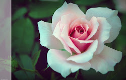 pink rose deviantart