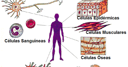 Marca y calcular tasa de metabolismo basal