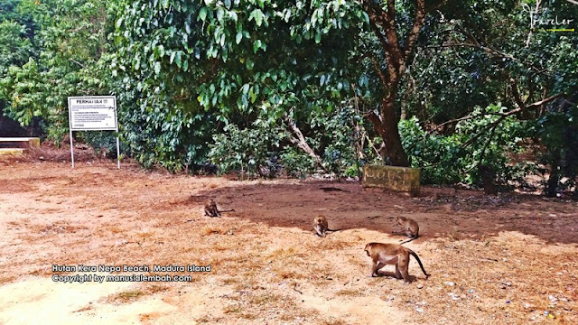 Pesona Alam Sempurna Pantai Hutan Kera Nepa