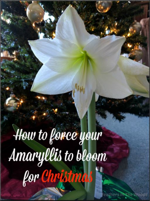 How to force an Amaryllis to bloom again Feathers in the woods