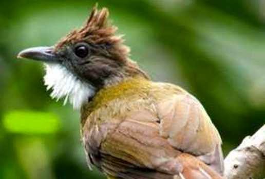 Cucak Jenggot Macet Bunyi Anis Merah Tasikmalaya