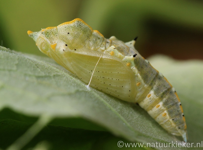 De gedaantewisseling van Koolwitjes