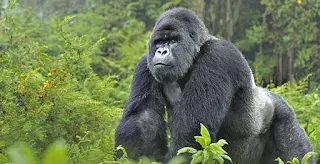 gorila - Uganda