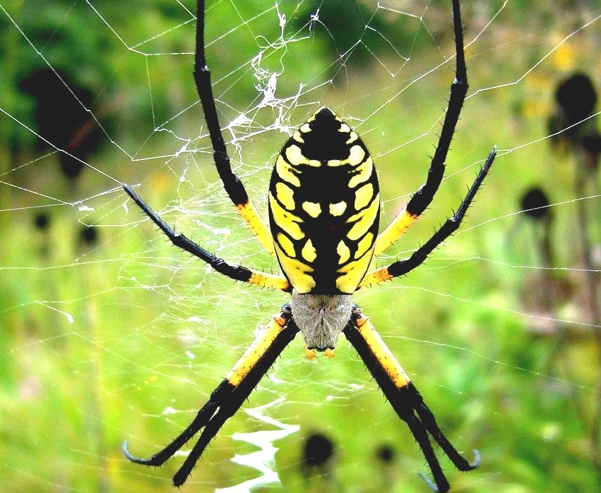 Argiope (spider) Black Spiders In South Carolina