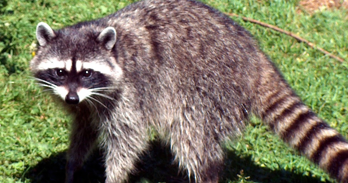 Mandasaurus Roars Giant Raccoon mandasaurus-roars-giant-raccoon