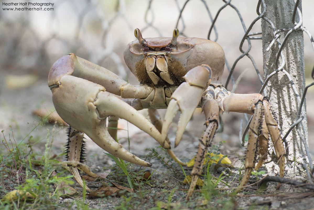 SILVER SANDS Land Crab Season is in Full Scuttle