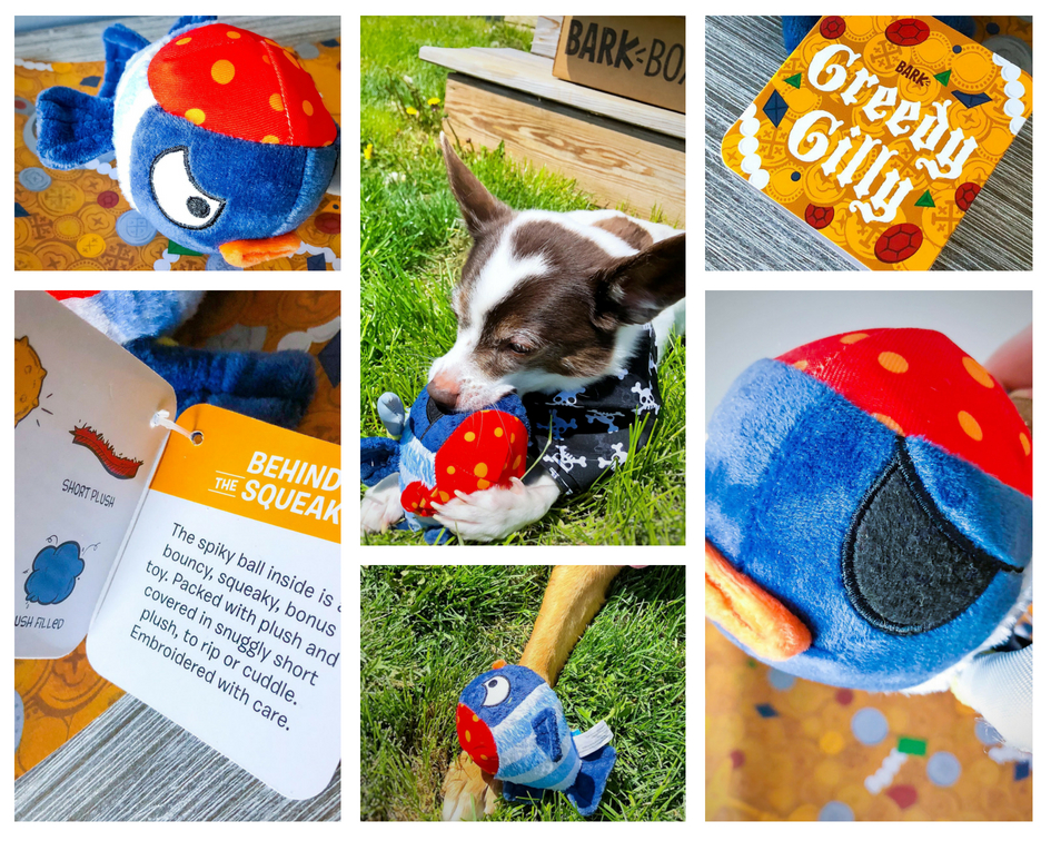 Cuppy Cakes: BarkBox April BarkBeard's Treasure: A Pirates Tail