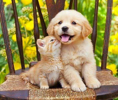 5 Dogs That Secretly Love Cats