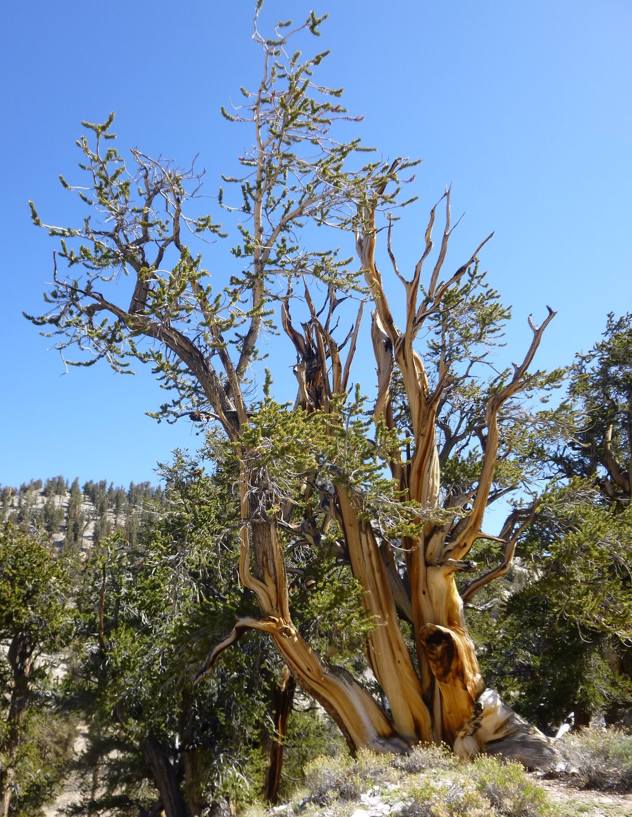 Desert Reflections: Bristlecone Pine N M
