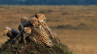 23. Cheetah and her Cubs