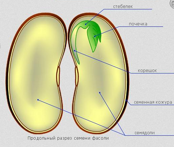 семядоли. семя однодольного растения семя двудольного растения. семядоли у двудольных растений. семядоли двудольных растений. строение семени двудольного растения.