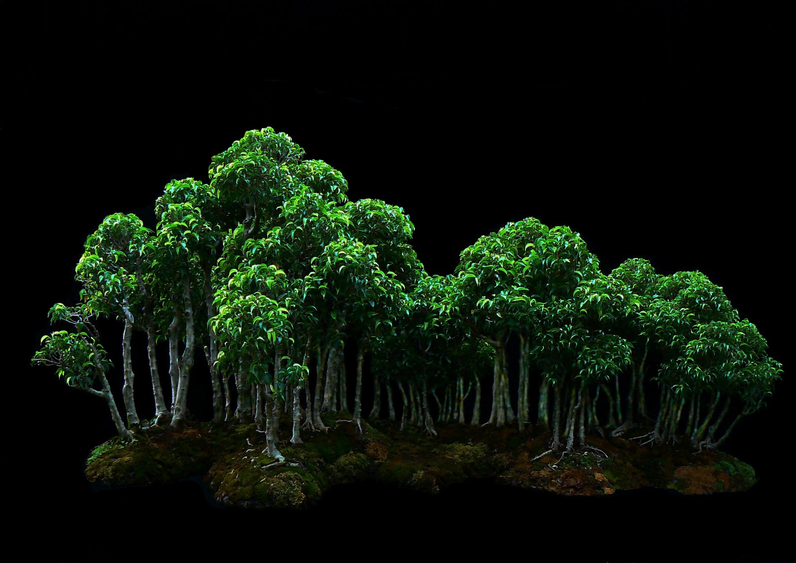 BOSQUE DE BONSAI COSTA RICA SEMINARIO/TALLER