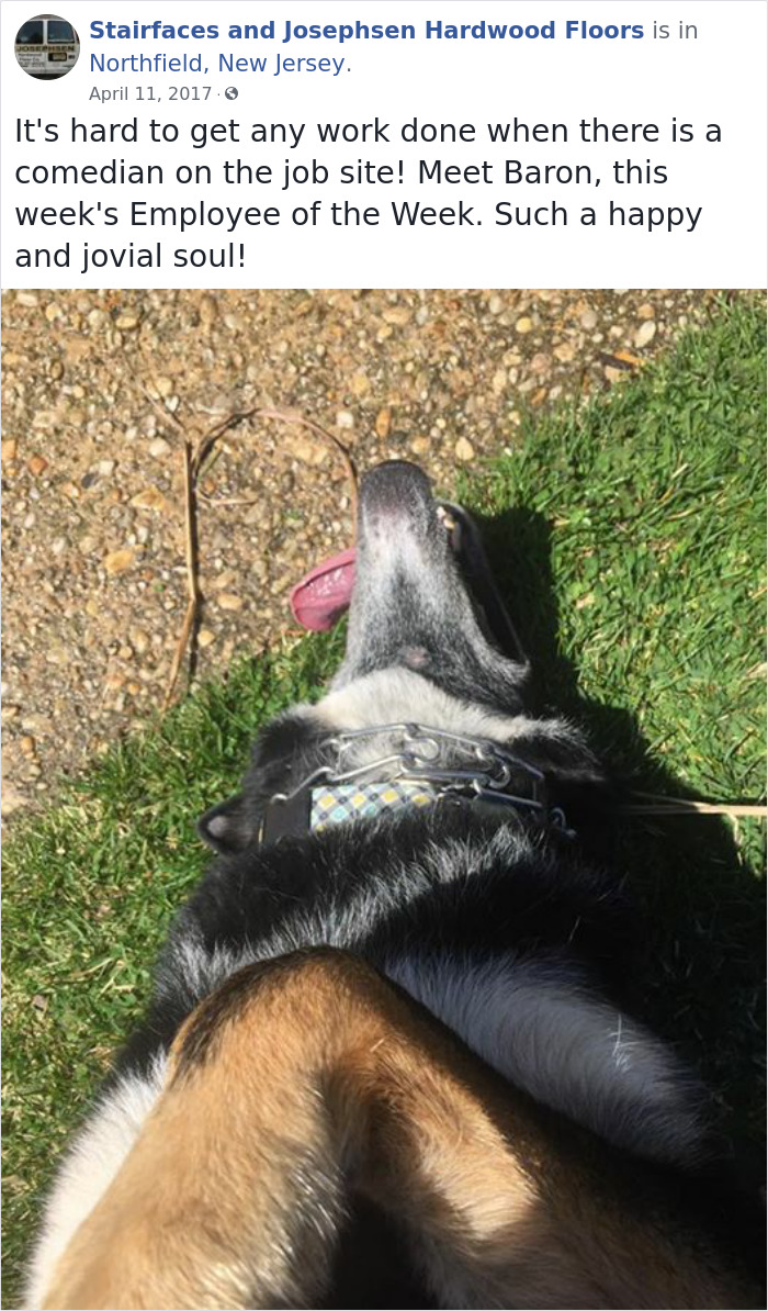30 Hilarious Dogs That Were The ‘Employees Of The Week’ 30 Hilarious Dogs That Were The ‘Employees Of The Week’