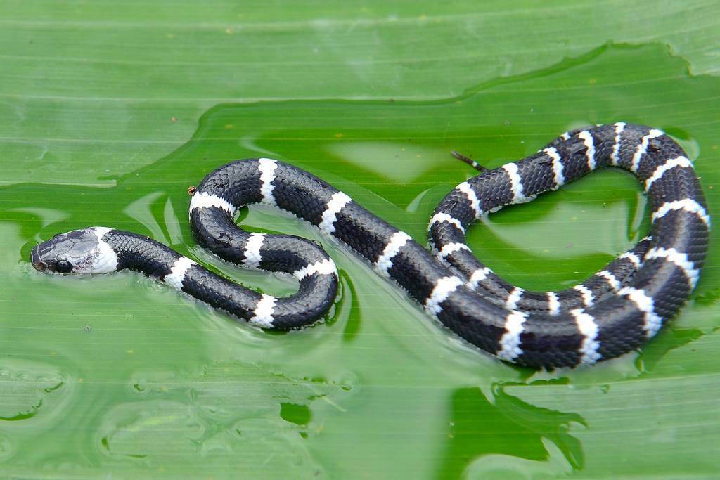 Gambar Ular Belang Hitam Putih